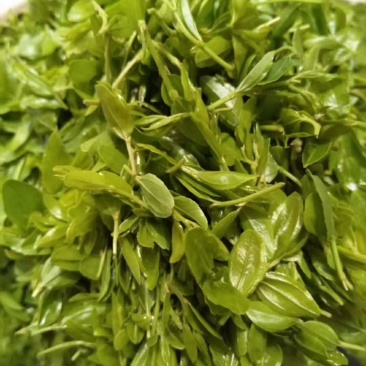 酸枣叶茶
