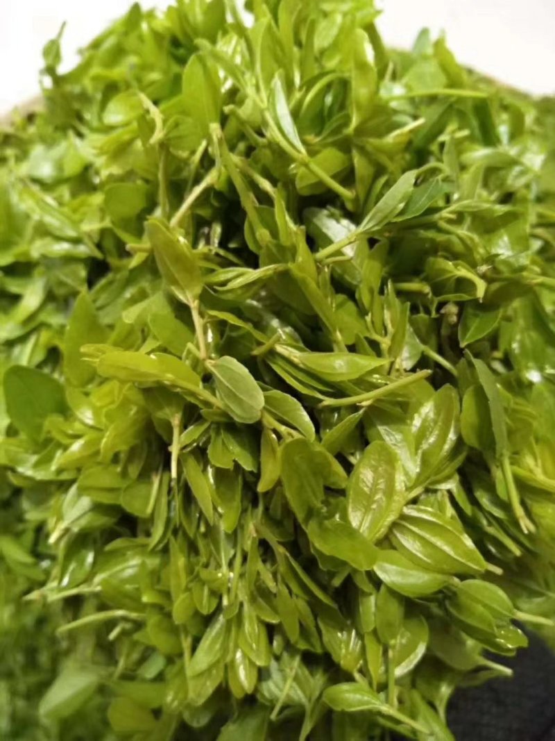 酸枣叶茶