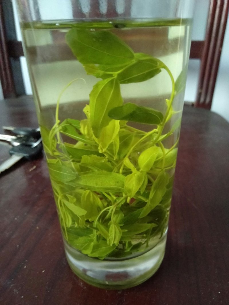 酸枣叶茶