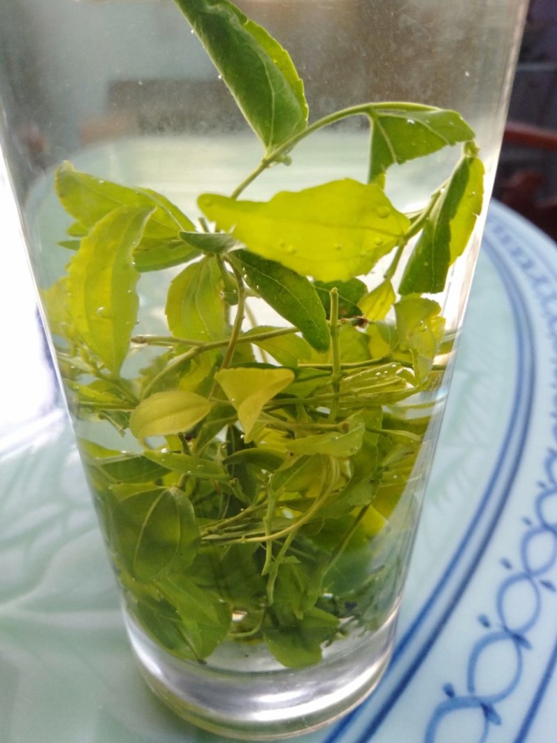 酸枣叶茶