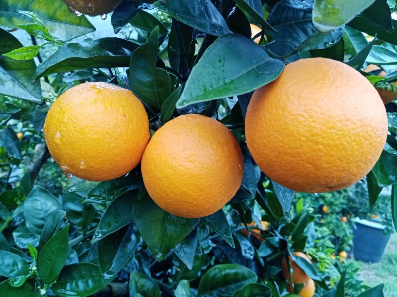 夏橙