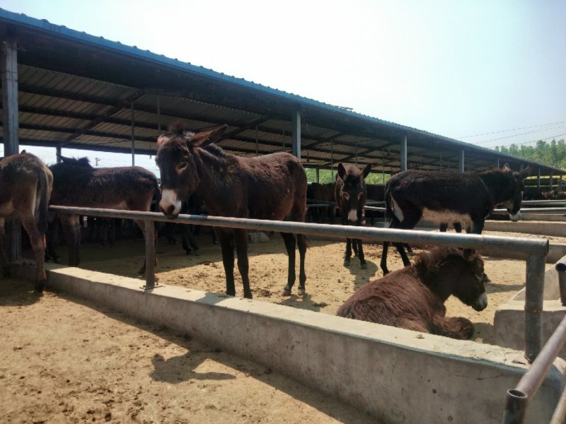肉驴可支持视频选货，到场选购，公母都有，诚信交易