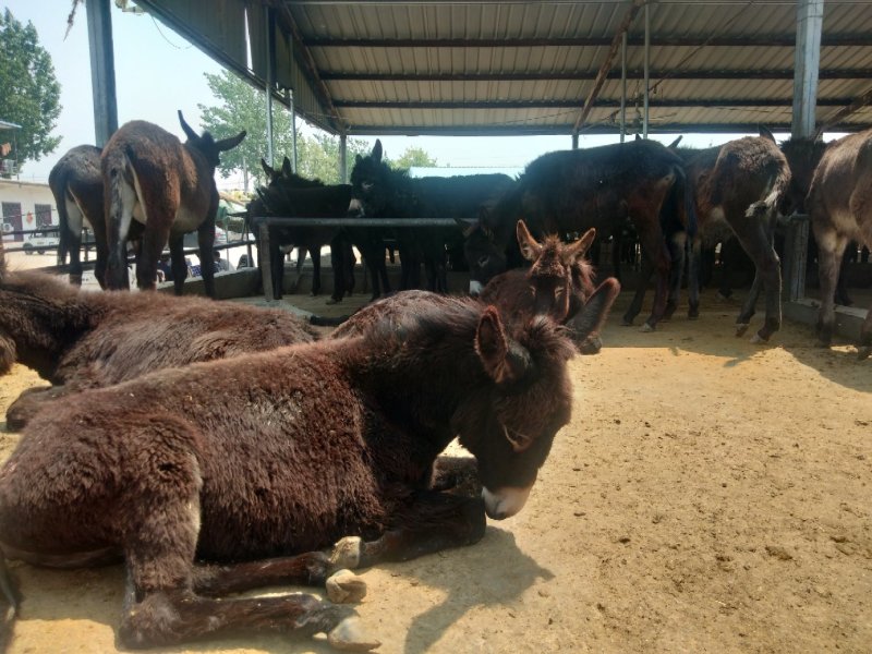 肉驴可支持视频选货，到场选购，公母都有，诚信交易