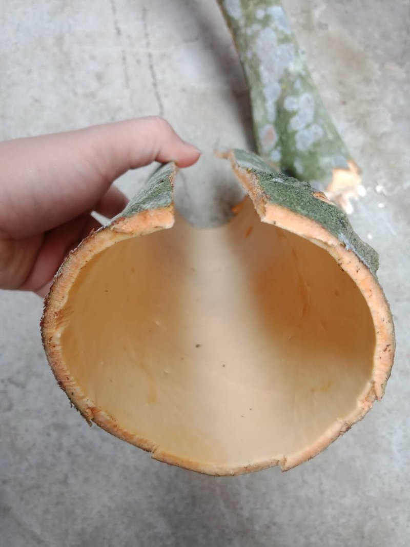 桂皮