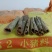 桂皮