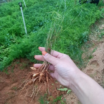 【优质】广西大天冬苗，5个薯起发货，回收！货源充足