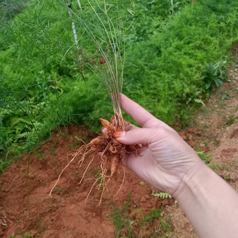 【优质】广西大天冬苗，5个薯起发货，回收！货源充足