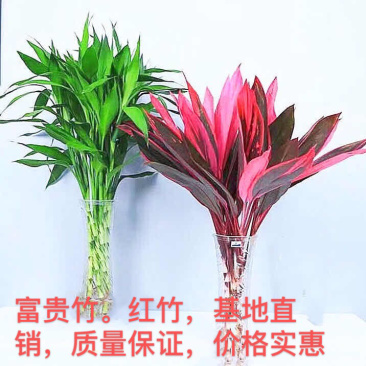 可一件代发，优质红竹，基地直销，价格实惠，品质保证，