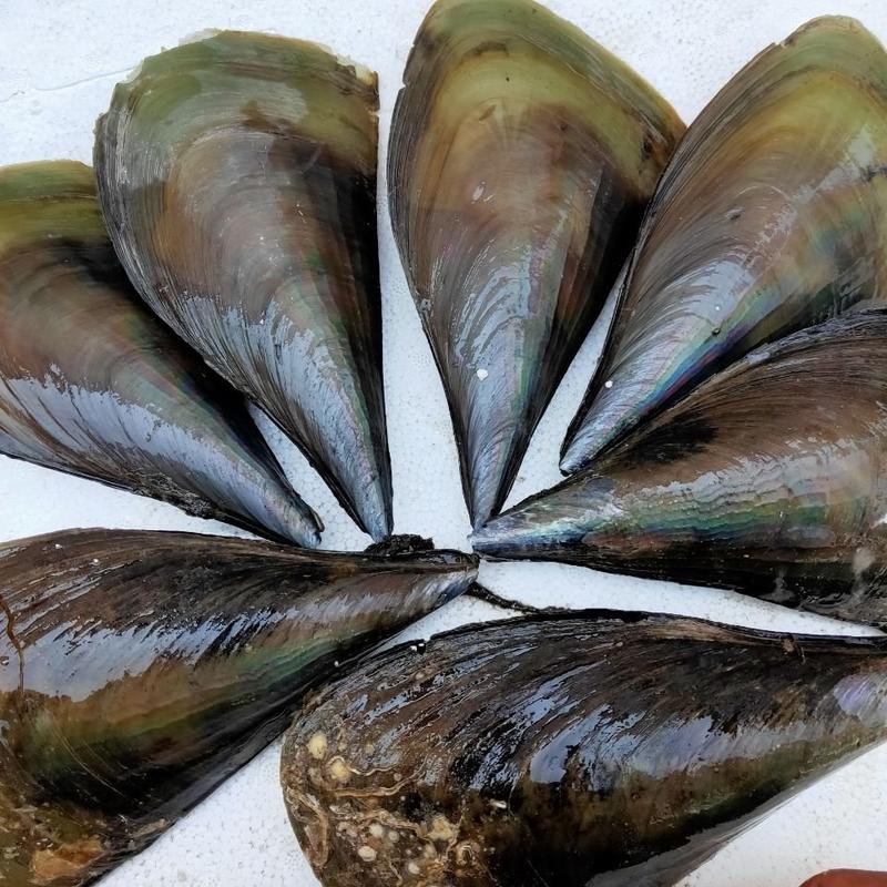 大绿贝鲜活海带子大绿贝螺烧烤火锅海鲜水产