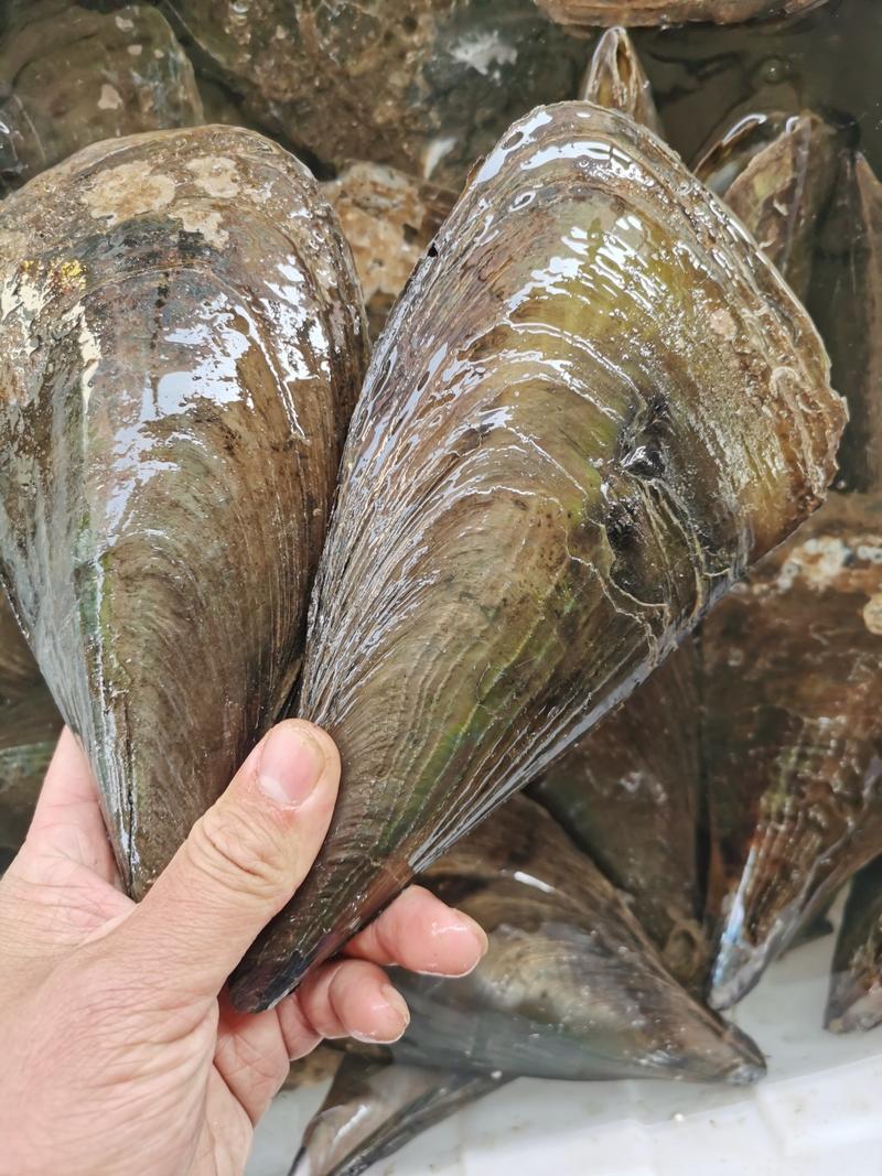大绿贝鲜活海带子大绿贝螺烧烤火锅海鲜水产