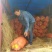 九道沟，甜瓜，香瓜，黄金香瓜，香脆多汁，全国发货视频看货