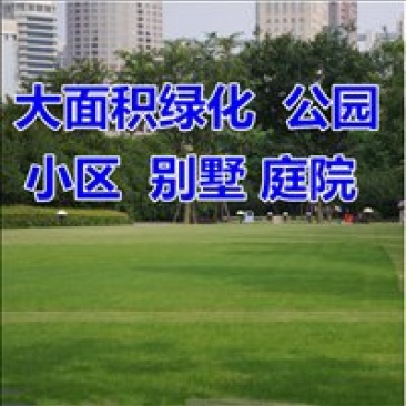 四季青种子，适合园林绿化护坡，保证出芽率，