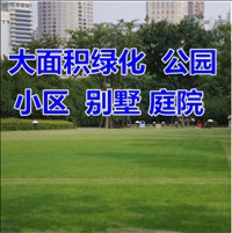 四季青种子，适合园林绿化护坡，保证出芽率，