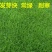 四季青种子，适合园林绿化护坡，保证出芽率，