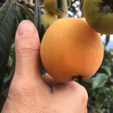 便宜大五星枇杷每日大量供应，口感甜度高果皮光滑，水分充足