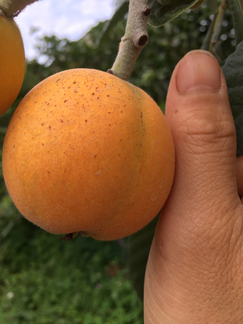 便宜大五星枇杷每日大量供应，口感甜度高果皮光滑，水分充足
