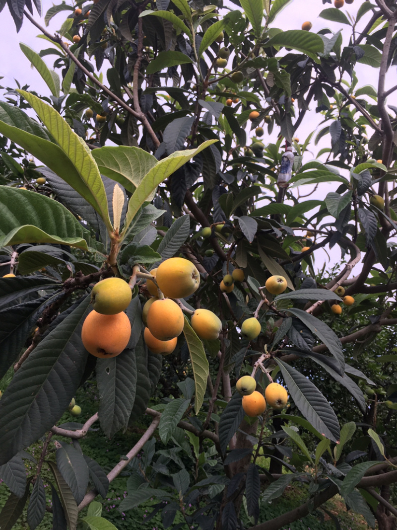 便宜大五星枇杷每日大量供应，口感甜度高果皮光滑，水分充足