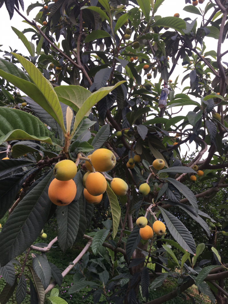 便宜大五星枇杷每日大量供应，口感甜度高果皮光滑，水分充足