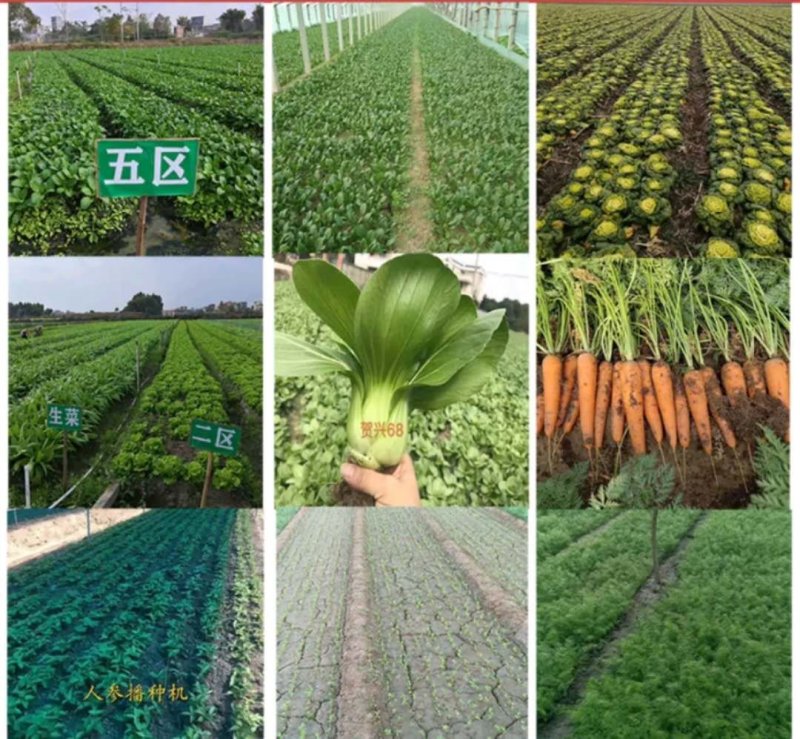 源头厂家直销汽油自走式蔬菜播种机，药材高效率播种机，可调