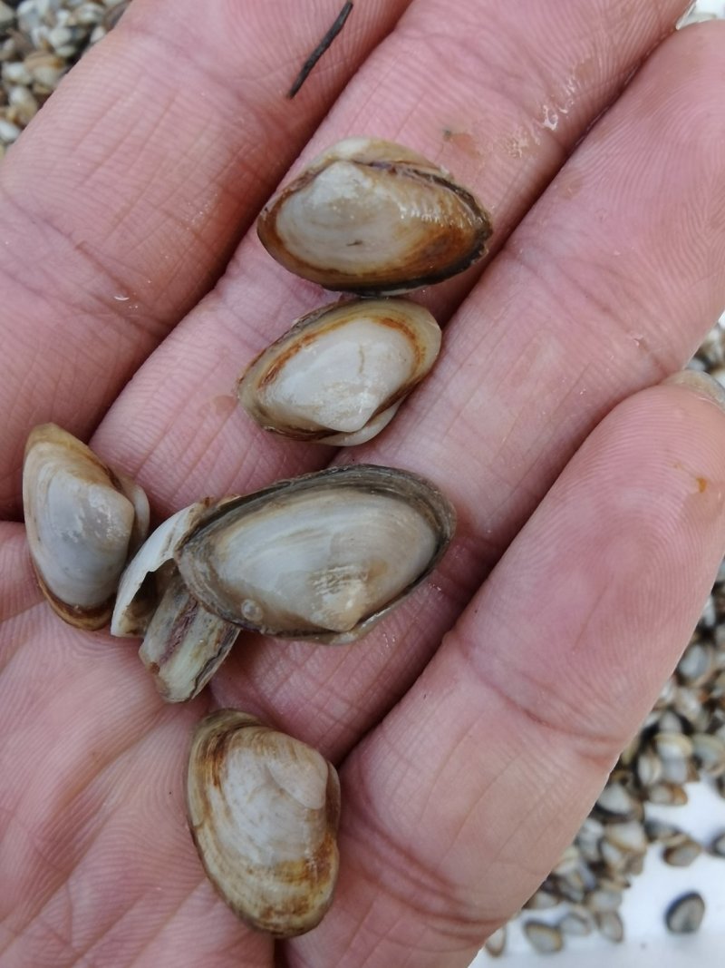 鲜活海瓜子白瓜子贝类海鲜小蛤蜊海沙子海鲜水产批发