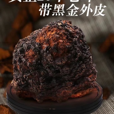 俄罗斯西伯利亚原包桦树茸