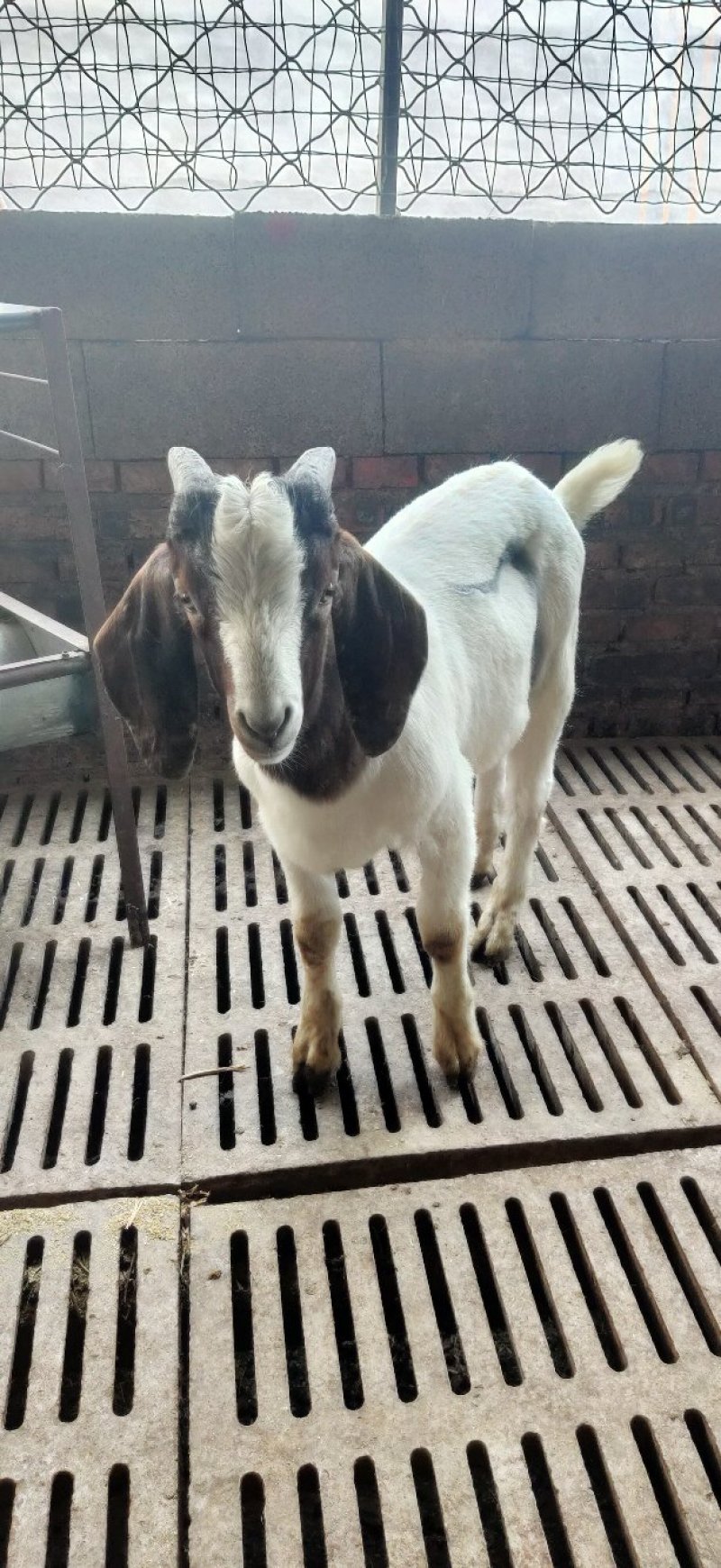 波尔山羊，适合南北方饲养，全国包运输