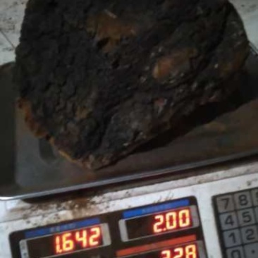 俄罗斯西伯利亚原包桦树茸