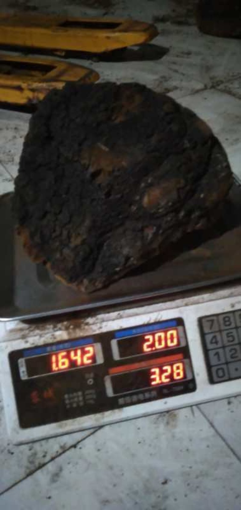 俄罗斯西伯利亚原包桦树茸