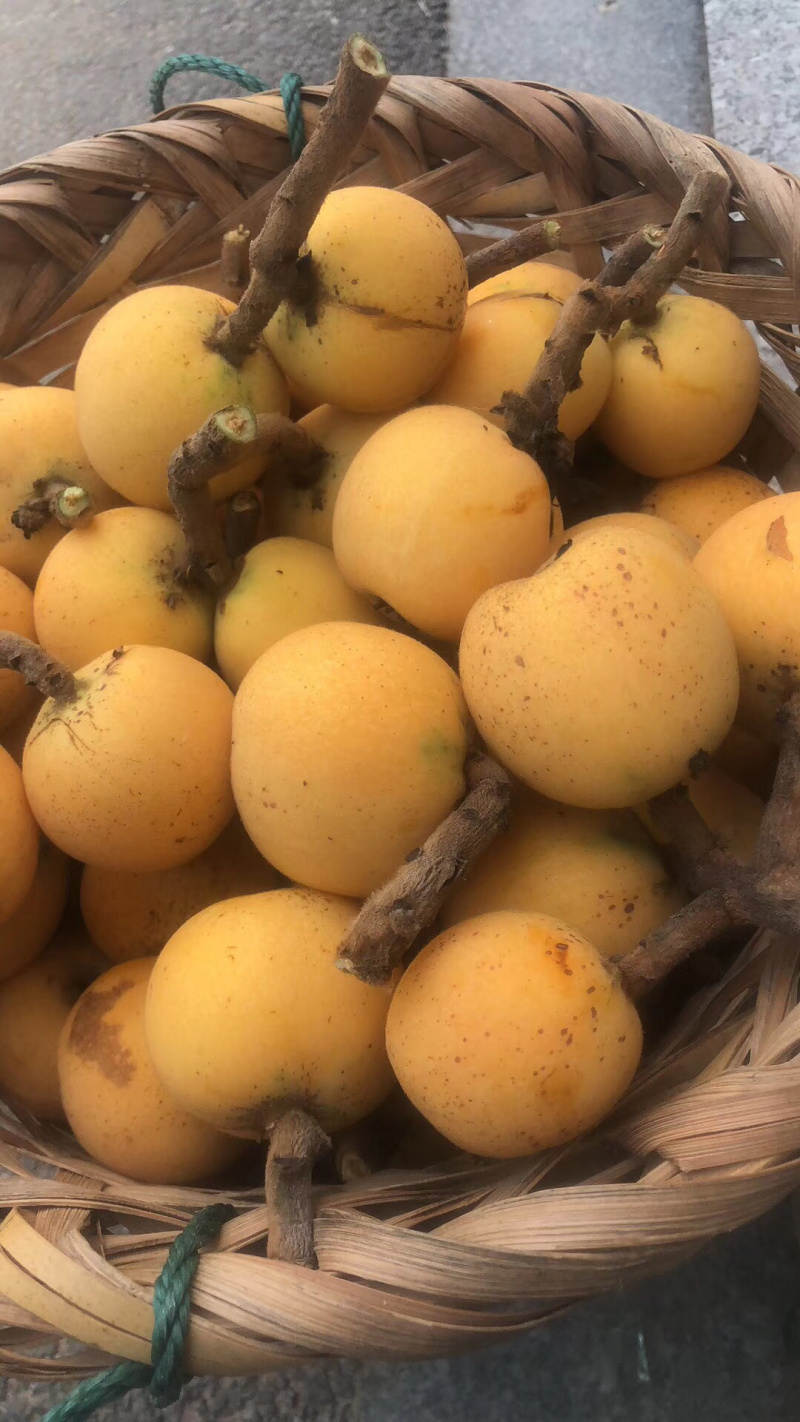 东山白玉枇杷