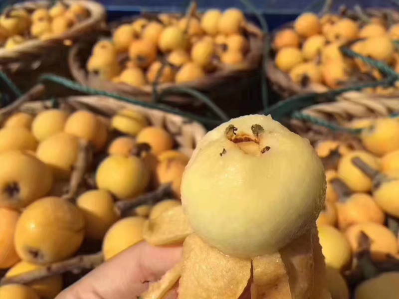 东山白玉枇杷