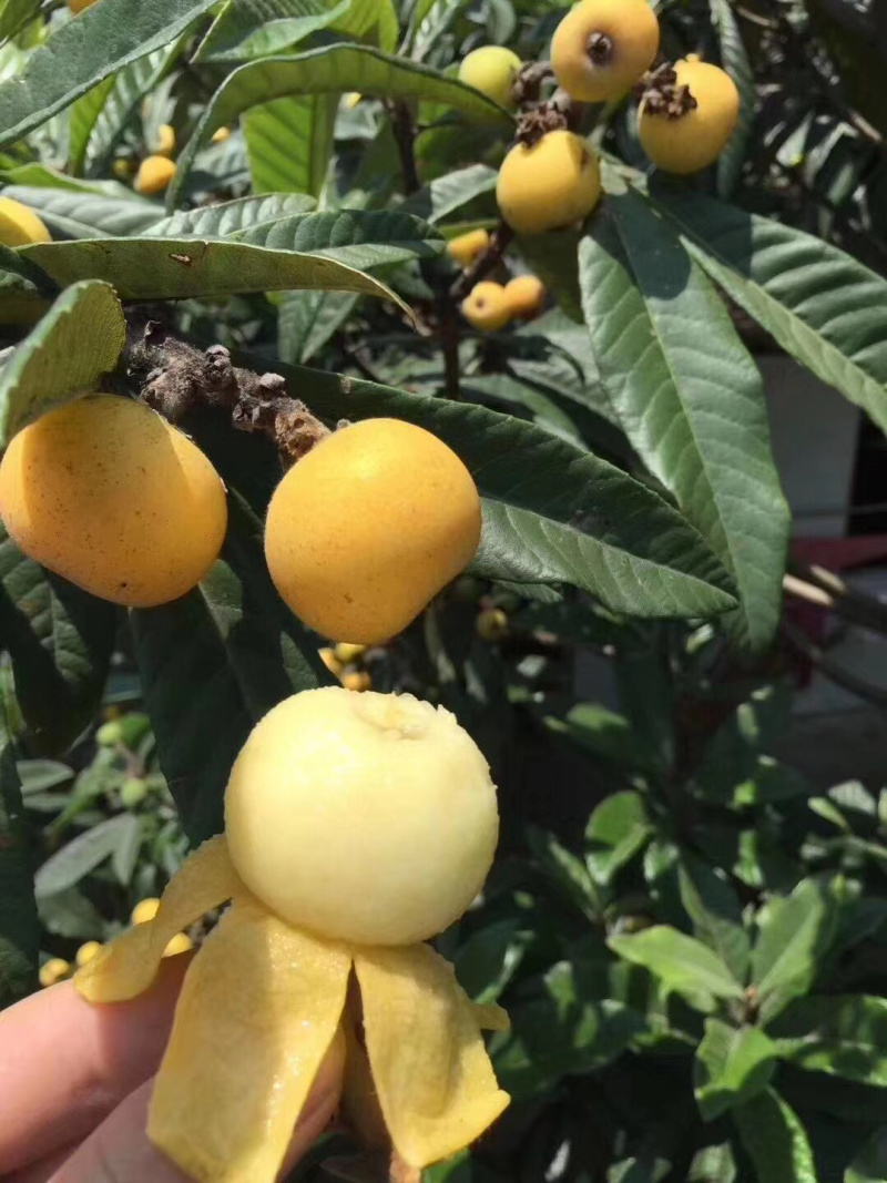 东山白玉枇杷