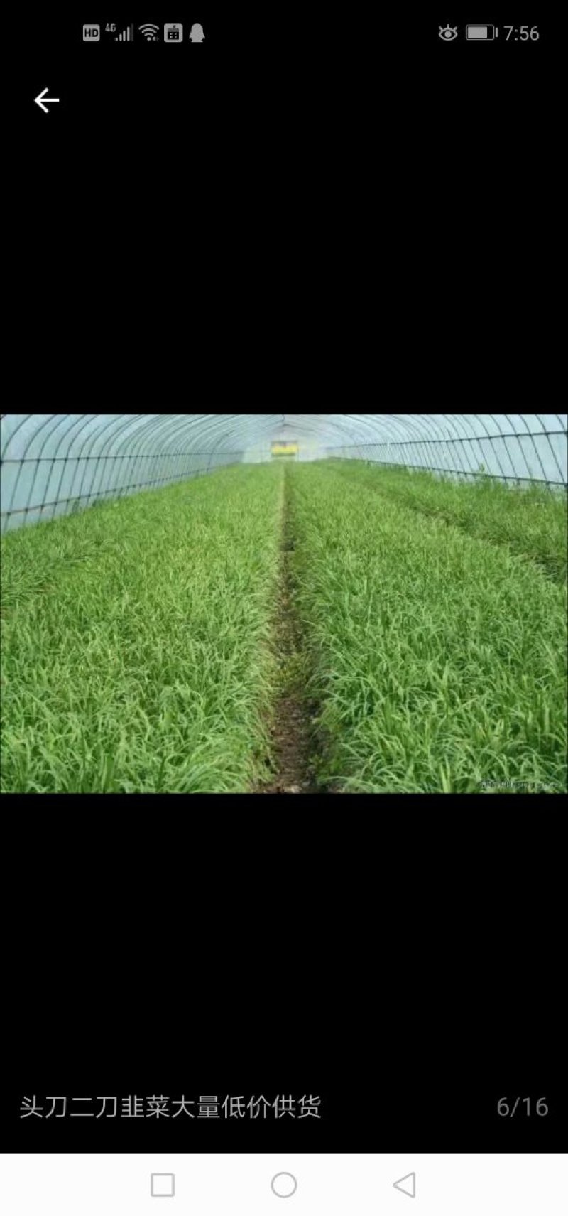 韭菜基地出售优质韭菜