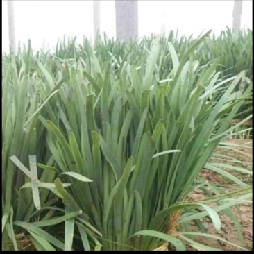韭菜基地出售优质韭菜