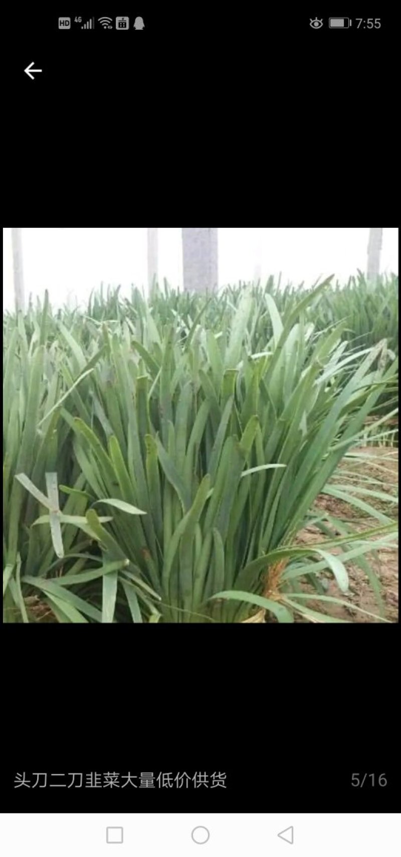 韭菜基地出售优质韭菜