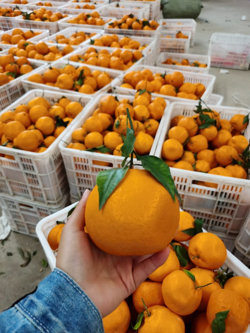【精选】四川春见耙耙柑，纯甜化渣！电商社区市场大量有货
