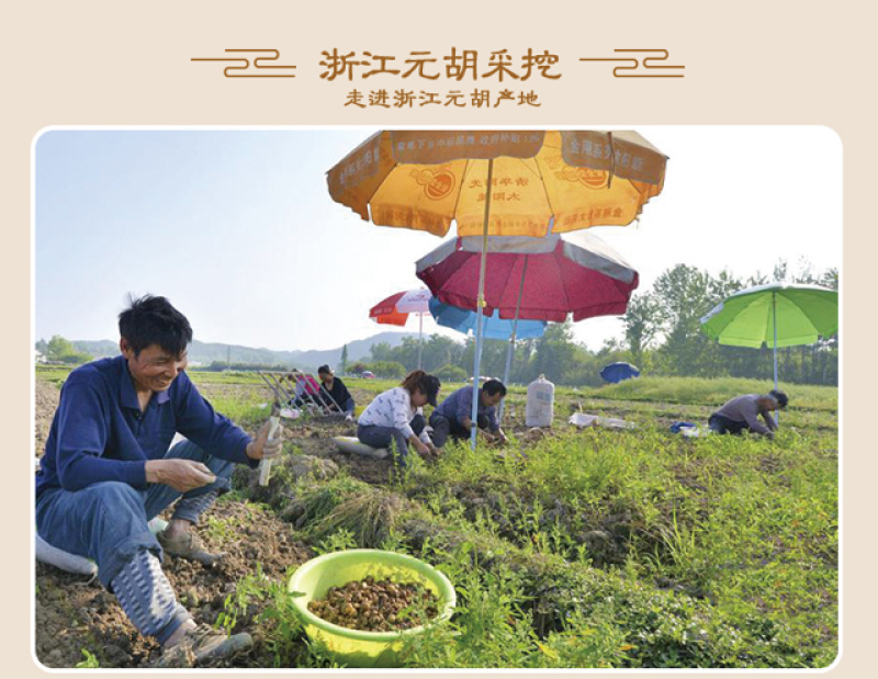 元胡延胡索出售浙江产元胡