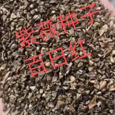 产地紫薇种子百日红种子