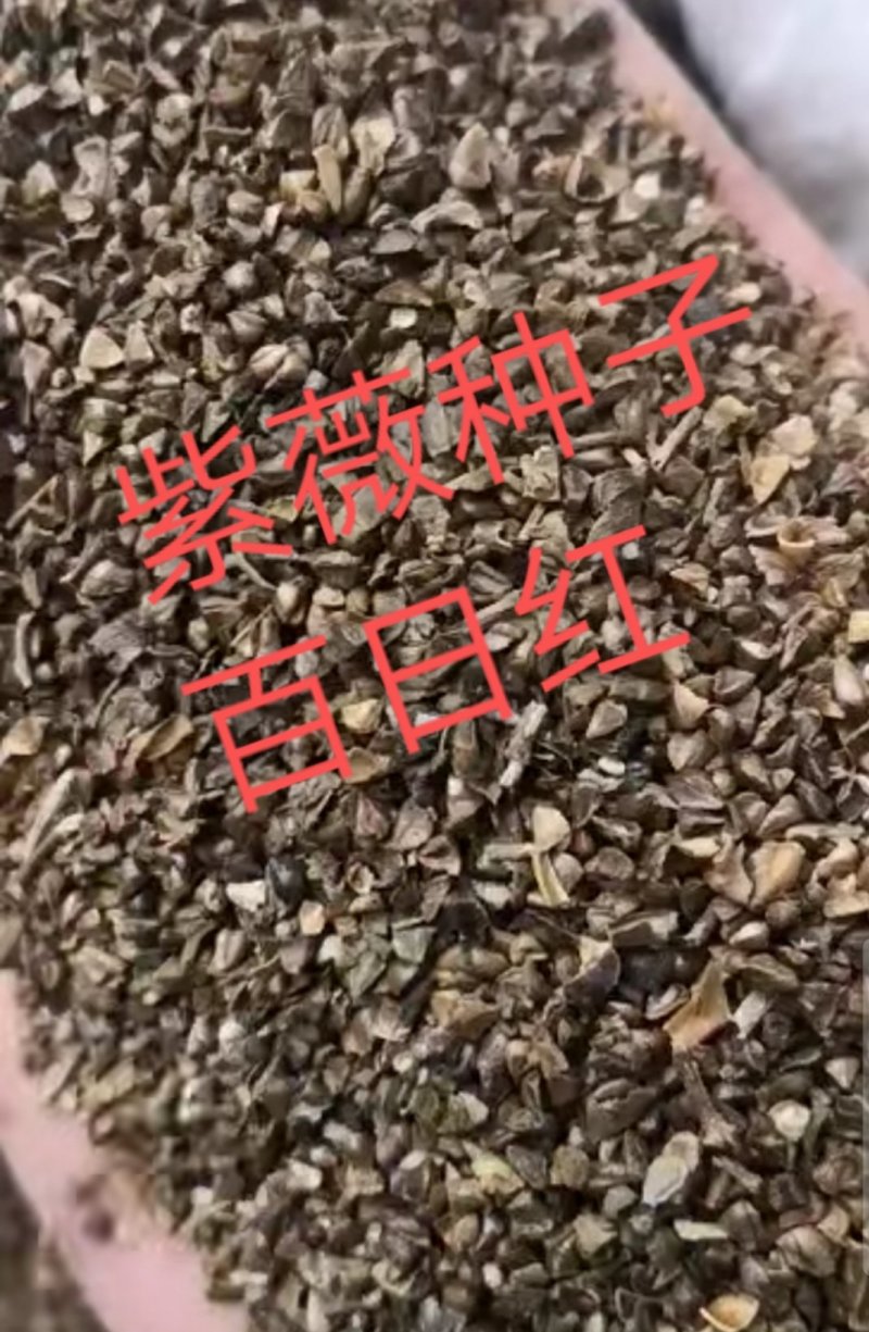 产地紫薇种子百日红种子