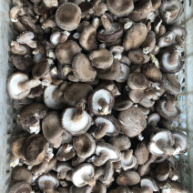 鲜香菇
