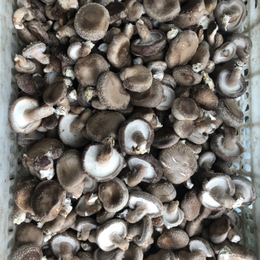 鲜香菇