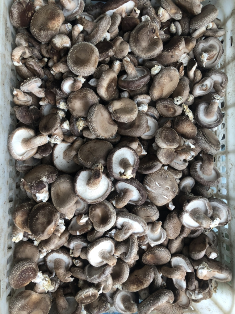 鲜香菇