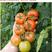 宝瑞以色列进口高端优质大红西红柿种子