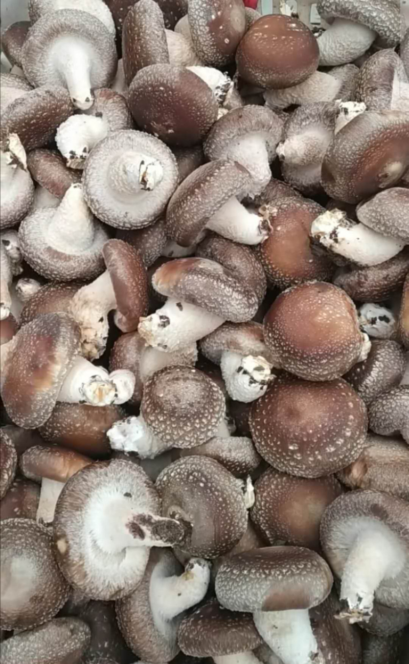 鲜香菇