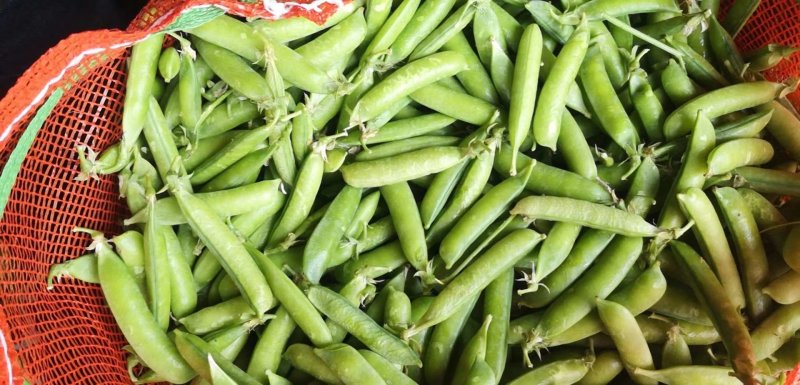 大量豌豆