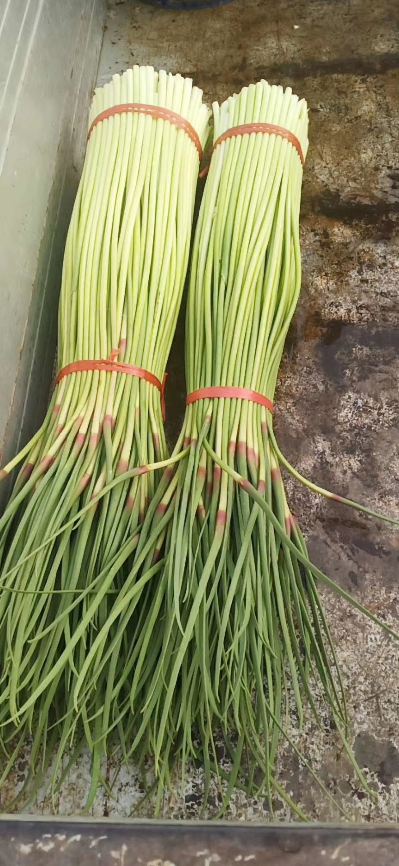 杂交红帽蒜薹新鲜精品白帽蒜苔大量上市，产地直销