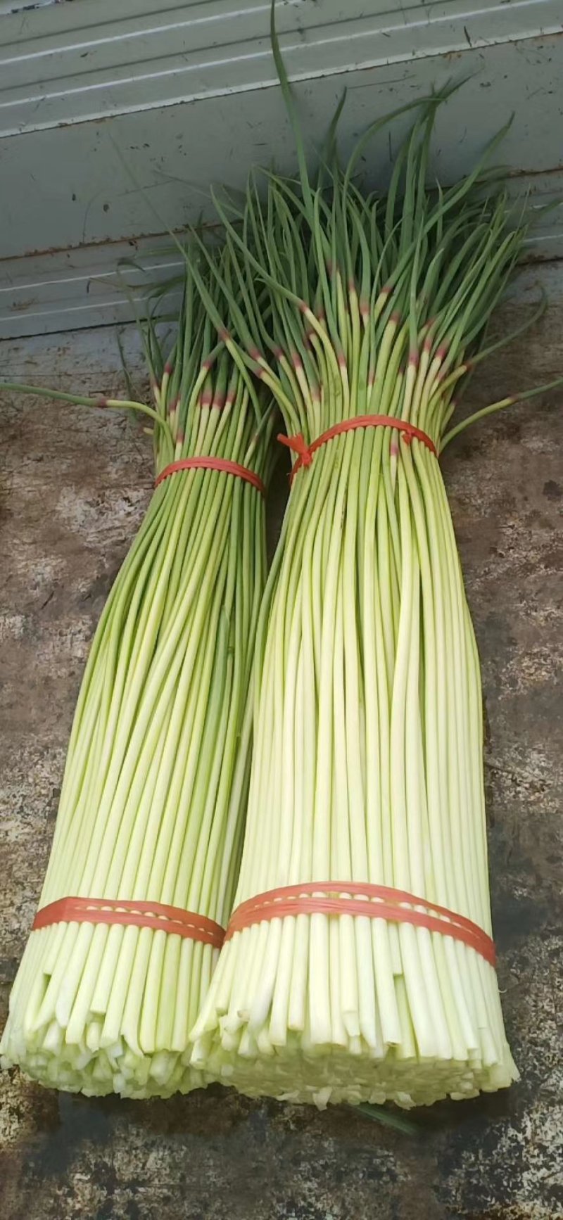 杂交红帽蒜薹新鲜精品白帽蒜苔大量上市，产地直销