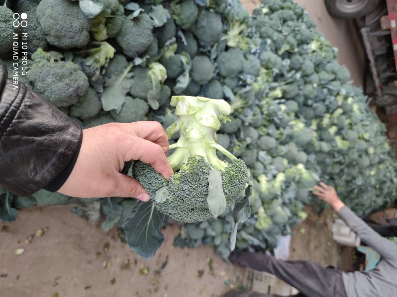 【精品】西兰花可视频看货对接全国产地直发大量上市价格美丽