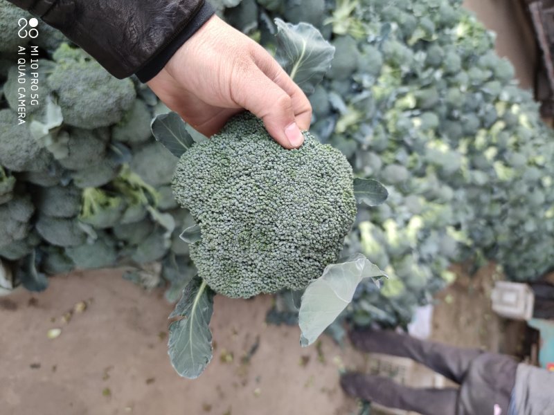 【精品】西兰花可视频看货对接全国产地直发大量上市价格美丽