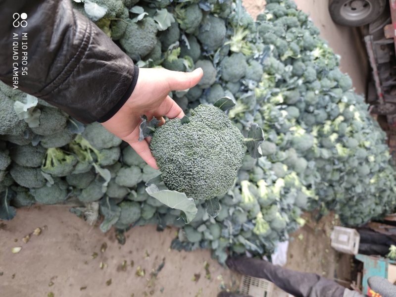 【精品】西兰花可视频看货对接全国产地直发大量上市价格美丽