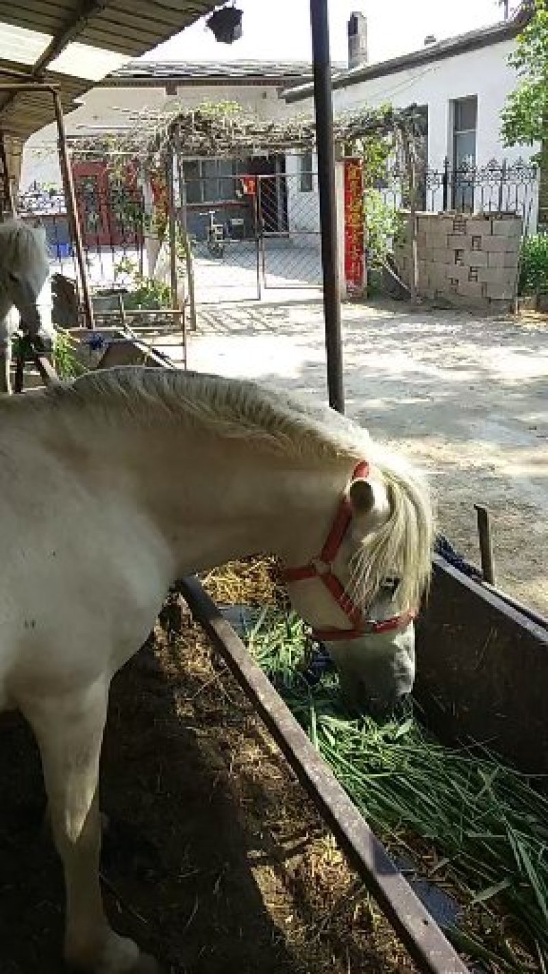 矮马驯好的可直接骑乘，可视频选购可来场选购